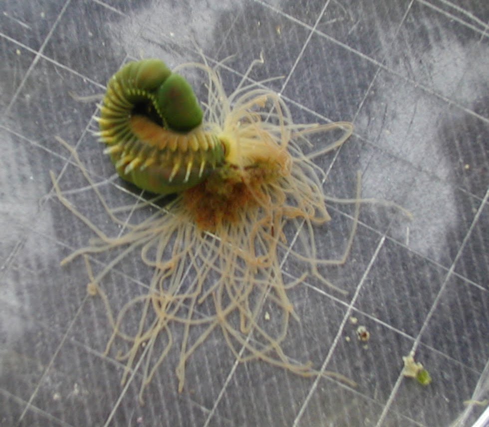 Spaghetti Worm KNOWLEDGE