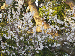 plum tree at sunset