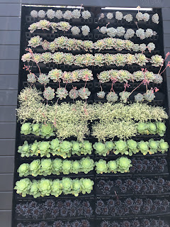 wall of succulents