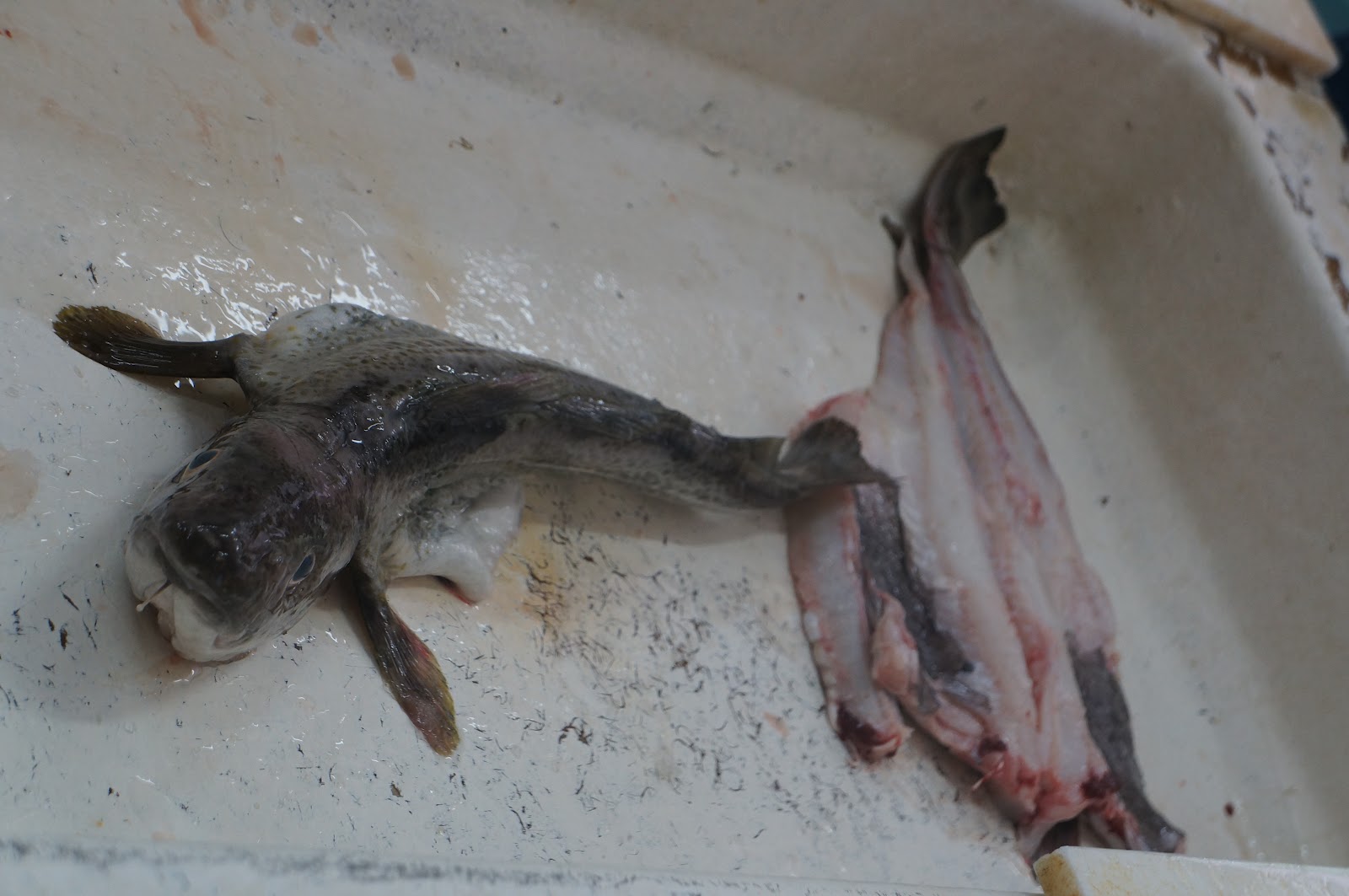 Fishing for Tradition: When Cod Was King