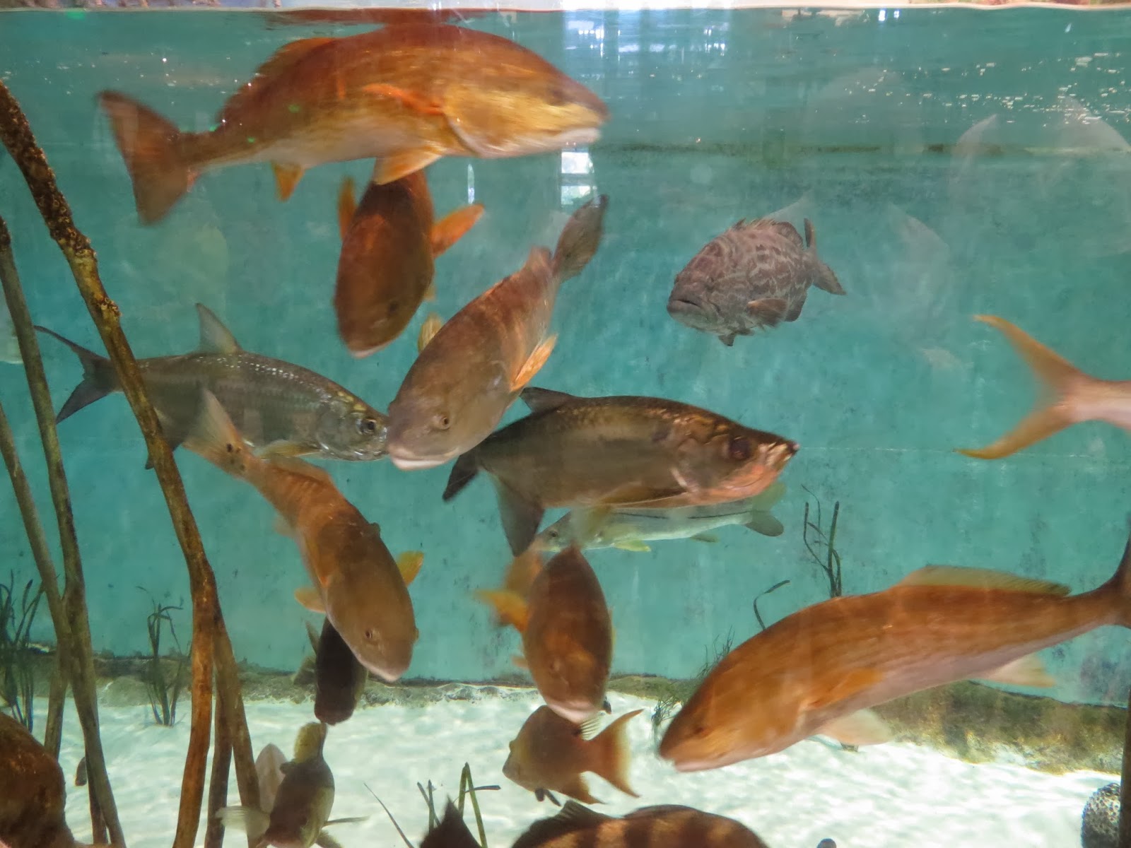 figs flowers food BASS PRO STORE, ISLAMORADA, FLORIDA KEYS