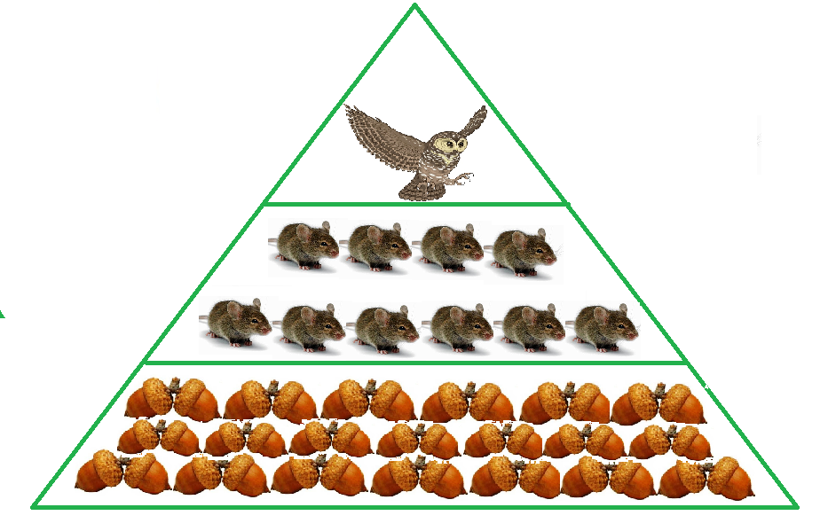 Цепь питания желуди. Экологическая пирамида Сова желуди мыши. Пирамида цепи питания. Пищевая пирамида пищевая цепочка. Пищевая экологическая пирамида.