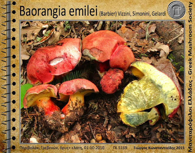 Baorangia emilei (Barbier) Vizzini, Simonini, Gelardi