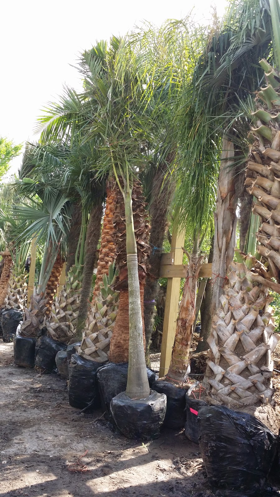 Cold Hardy Palm Trees in Houston Palm Trees Houston Wholesale