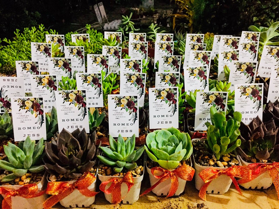 Succulents Cebu and Cactus Collection Cassiel's Succulent World Cebu