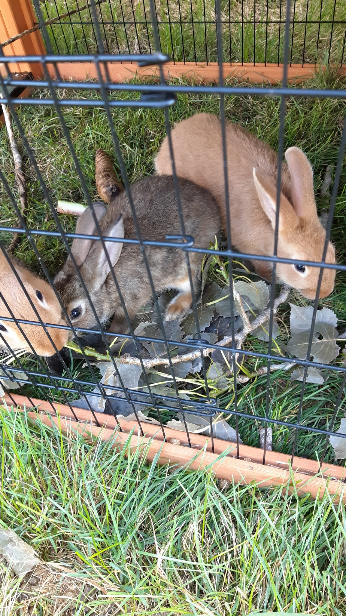 Raising Bunnies What species of trees are safe for my rabbits?