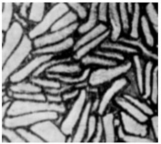 Cross-Section-500X-Silk-tussah-fibre