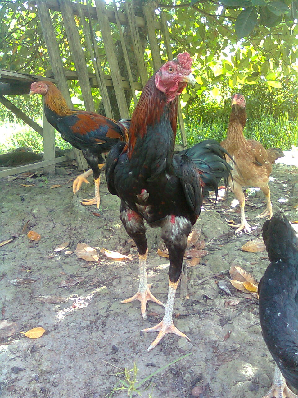 JDUYONG SMALLFARM Penternakan Ayam Kampung  MA0176641 V 