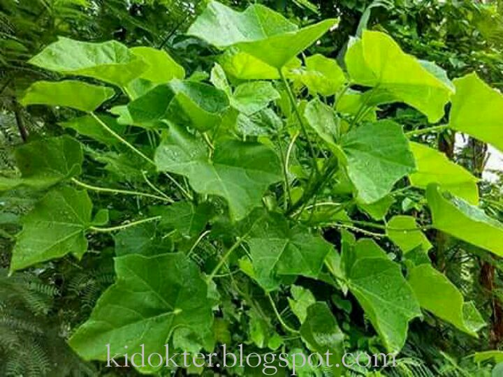 Cara Memperbesar Ukuran Mr P Dengan Ramuan Alami Daun Jarak Ki Dokter Cara Memperbesar Ukuran Mr P Dengan Ramuan Alami Daun Jarak Ki Dokter