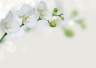 Flower Images Flower Images