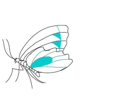 Step-by-step-drawing-of-butterfly
