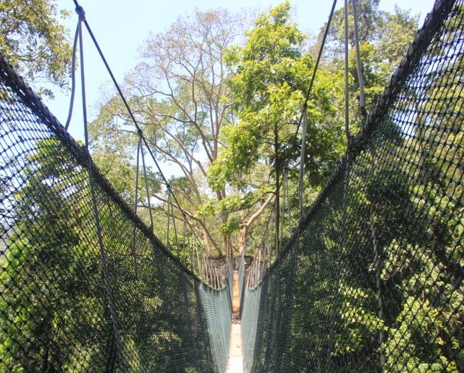 Forest Research Institute Malaysia (FRIM) Canopy Walkway
