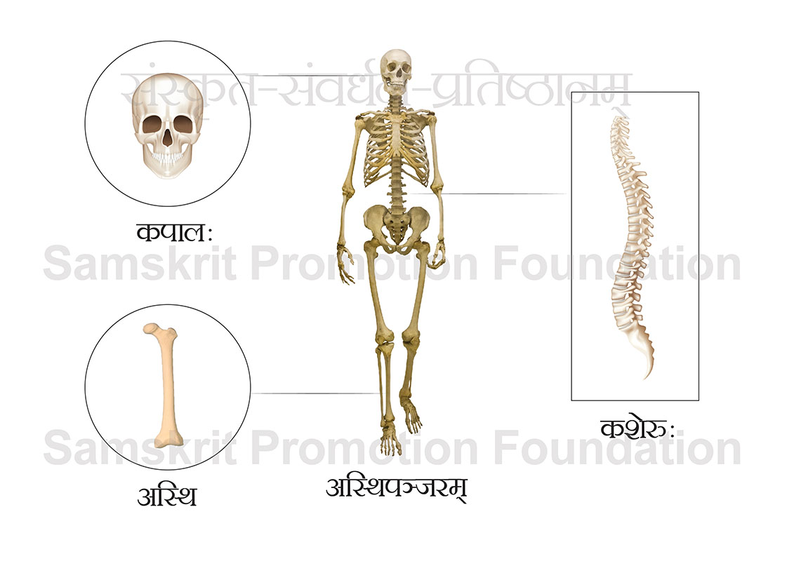 शरीर-संबंधित-चित्रशब्दकोष: (Body Related Sanskrit Picture-Dictionary)