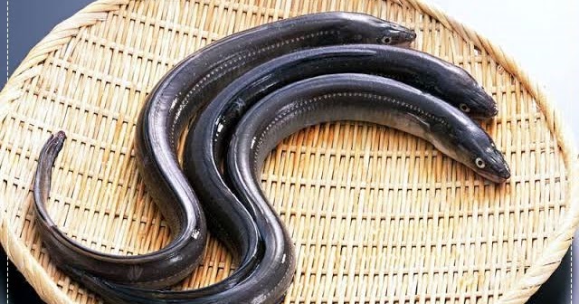 Inilah Supplier Belut Bibit Dan Konsumsi Terpercaya Di Yogyakarta