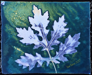 Wet cyanotype, Sue Reno, Image 39