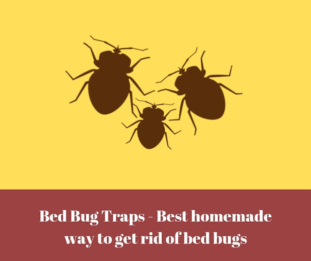 Bed Bug Traps - Best homemade way to get rid of bed bugs and strongest way to prevent them Best Bed Bug Traps