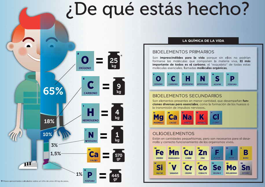 NIÑO SALUDABLE ADULTO SALUDABLE: Los bioelementos y los biocompuestos