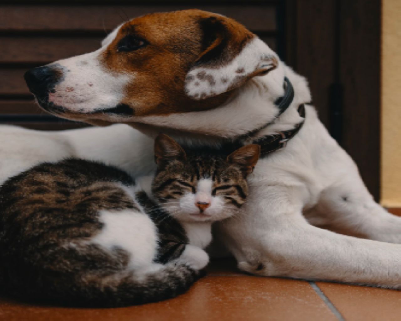 introducing-your-dog-to-a-cat