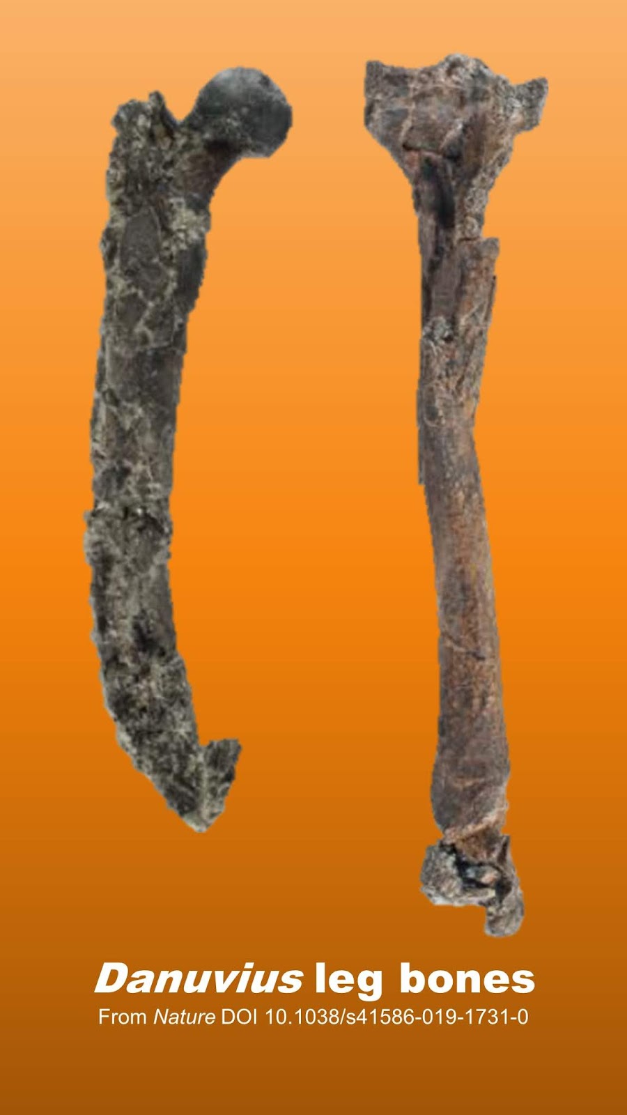 Thoughts on Danuvius, that new Miocene ape fossil