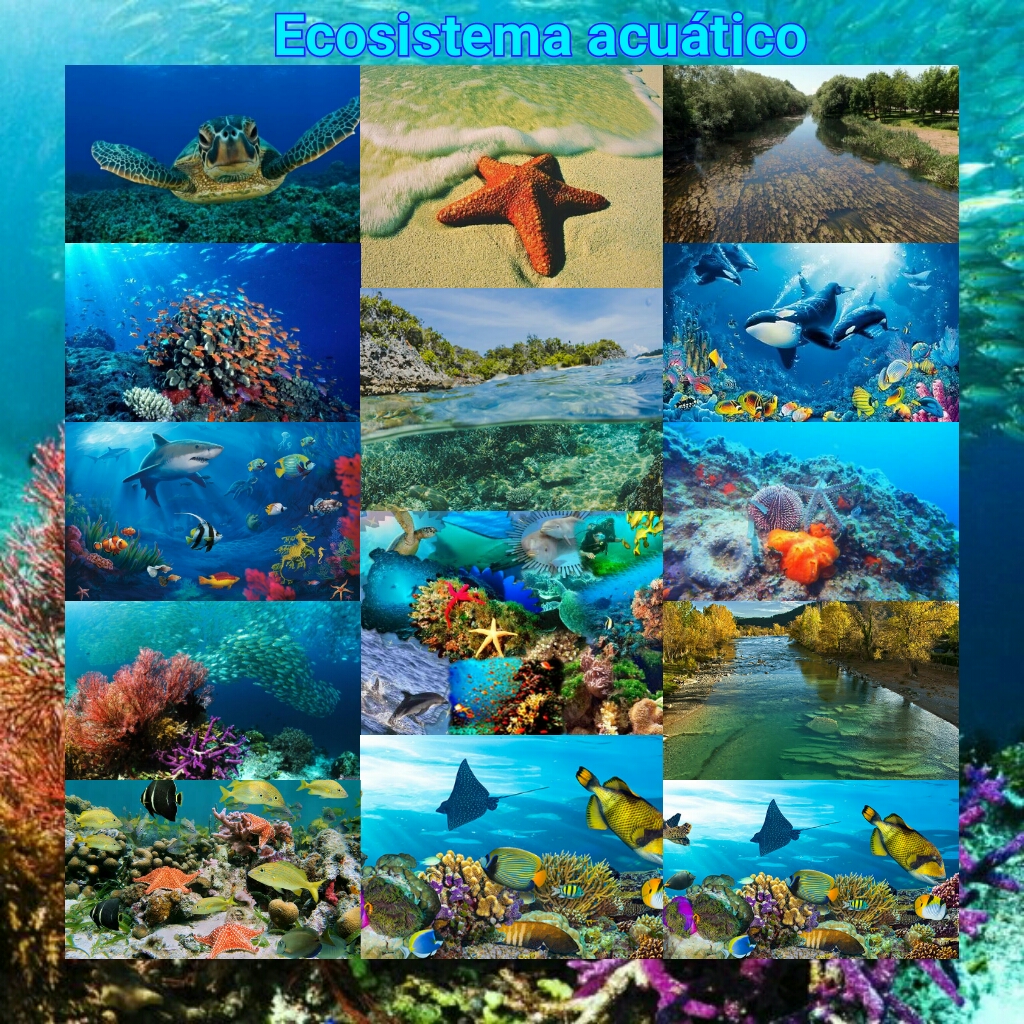 Ecosistemas Ecosistema Acuatico Images