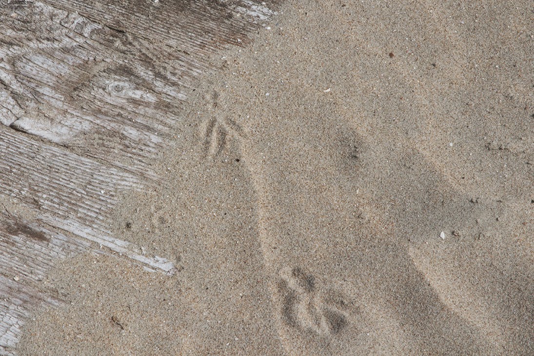 subtle bird prints in sand