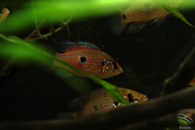 F1 Hemichromis lifalili(sp.moanda)