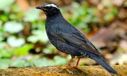 Kumpulan Foto Burung Anis Cendana Terbaik Bang Kicau Ng