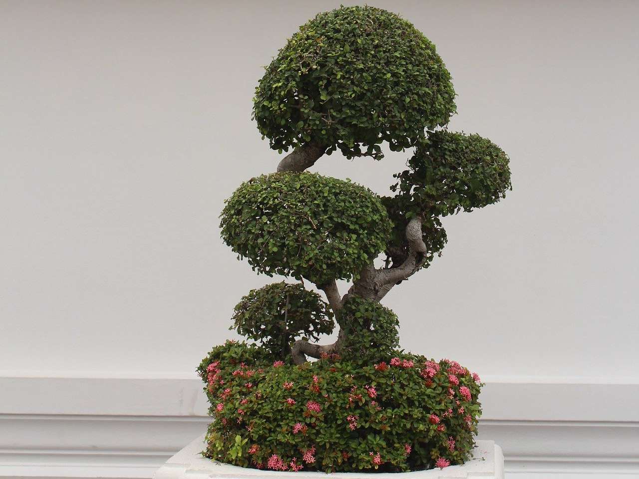 ciri-ciri-tanaman-bonsai.jpg