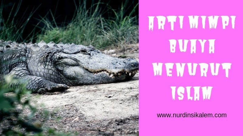 Arti Mimpi Tentang Buaya Menurut Islam Terlengkap Blog Nurdin Sikalem Arti Mimpi Tentang Buaya Menurut Islam Terlengkap Blog Nurdin Sikalem