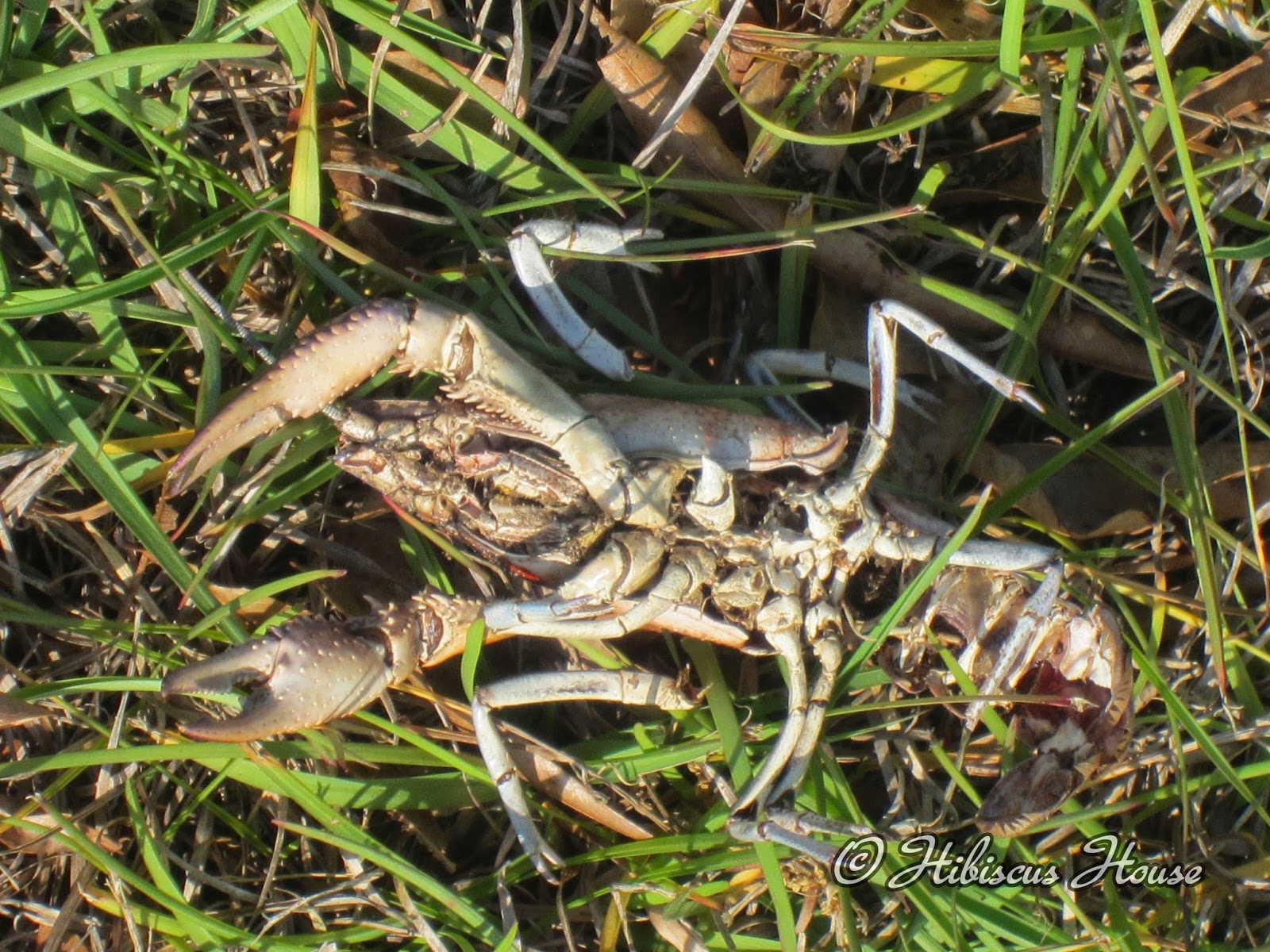 Hibiscus House Lettuce Rail Garden and Critters