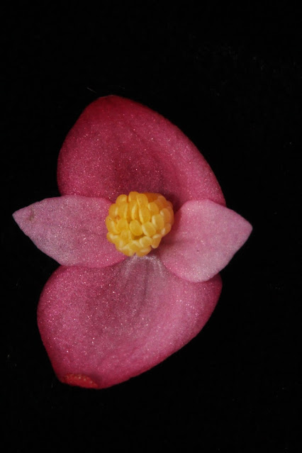 Begonia wenshanensis