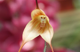 bunga orkid unik