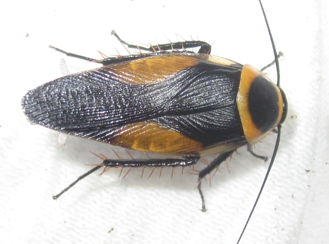 Hemithyrsocera vittata (Asian clown roach) Cockroach Photo Gallery