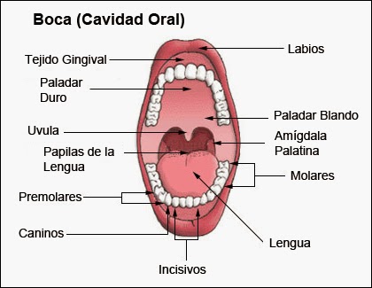 Promoci N Y Prevenci N En Salud Oral Principales Componentes Y