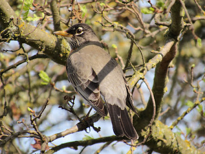 american robin bird photography