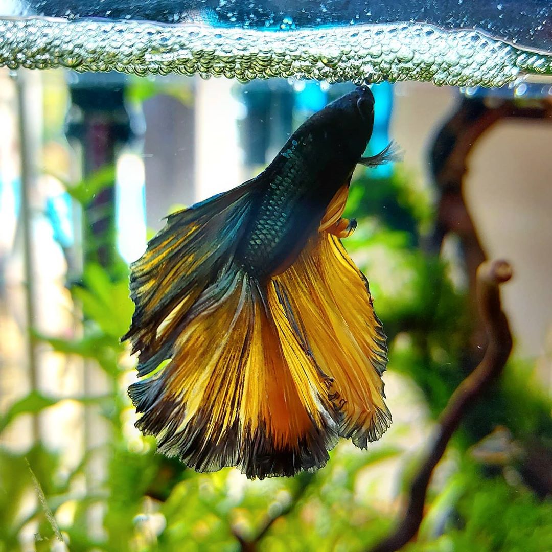 Look The Very Beautiful Halfmoon Tail Mustard Gas Betta Fish Type