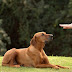 Train basic commands that teach your dog to love you