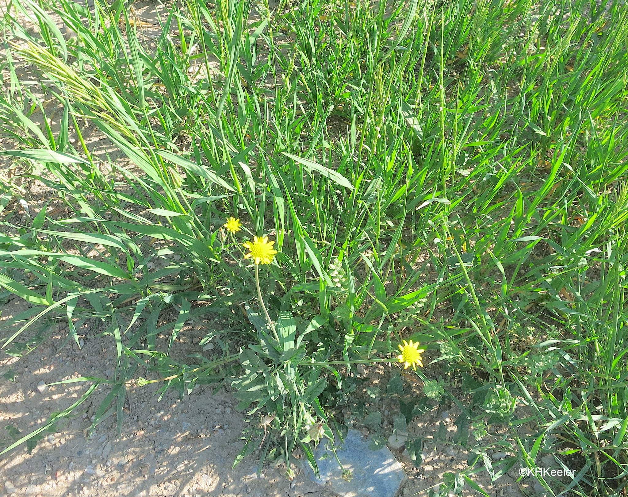 A Wandering Botanist: Plant Story–Cutleaf Vipergrass, Black Salsify