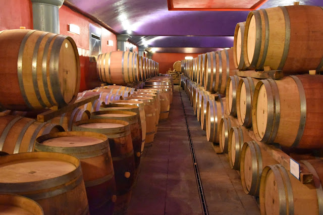 Barrel room at Brancaia. Photo by Greg Hudson