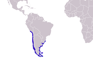 Güney Amerika deniz ayısının Güney Amerika'da dağılımı