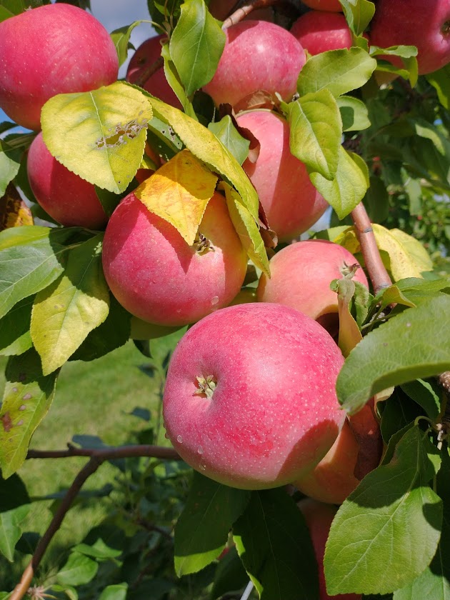 Grading and Sorting Apples for DirecttoCustomer Sales
