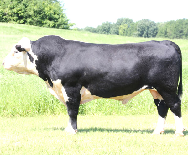 hereford cattle, black hereford cattle