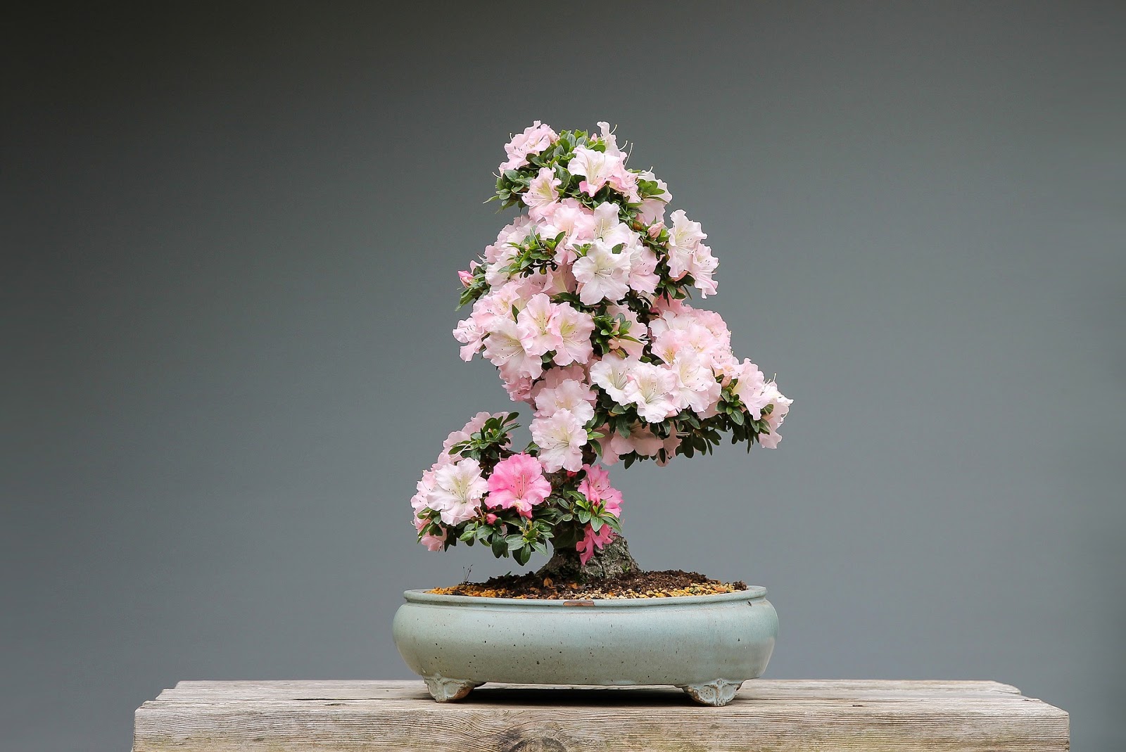 bonsai tree meaning