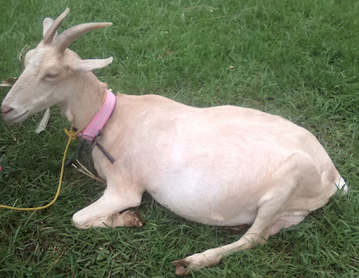 Kambing Saanen Penghasil Susu