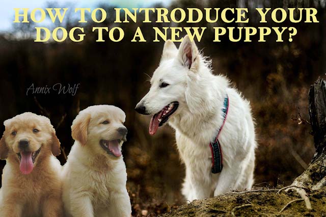 How to introduce your dog to a new pup