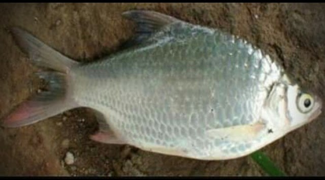Ikan Wader beles atau Bader