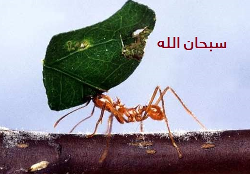 أقوال المفسرين في آية النمل