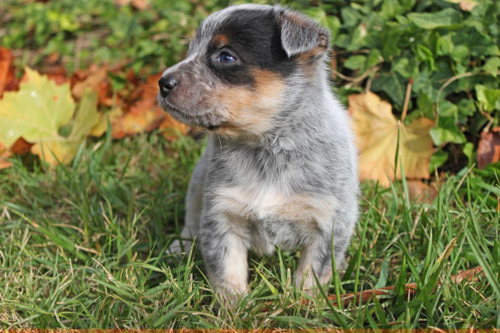 Queensland Heeler Puppy Dogs For Sale in Ventura County, Southern