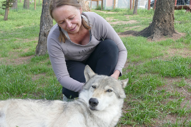 Colorado Wolf and Wildlife Center w Divide