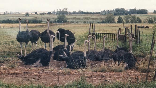 Ostrich Industry